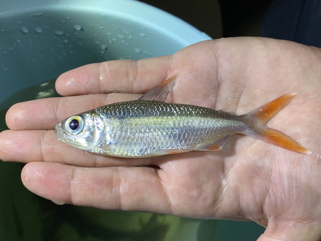 Bigeye tetra (Bryconaethiops macrops) — Alestidae