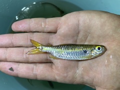 Brycinus opisthotaenia