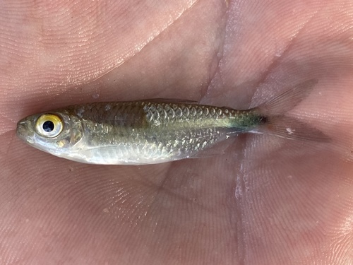 Brycinus intermedius