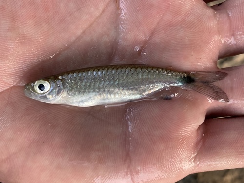 Intermediate robber (Brycinus intermedius) — Alestidae — 4