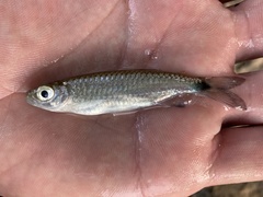 Bryconalestes intermedius