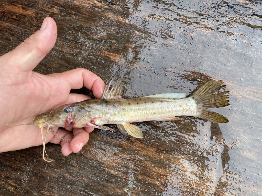 Long-headed flatnose catfish (Parauchenoglanis longiceps) — Claroteidae