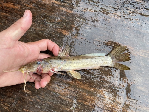 Parauchenoglanis longiceps