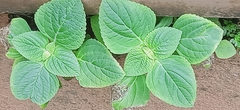 Coleus monostachyus