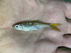 Brycinus opisthotaenia
