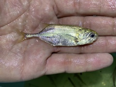 Petrocephalus simus