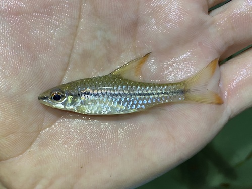 Spinyfin barb (Enteromius prionacanthus) — Cyprinidae — 3