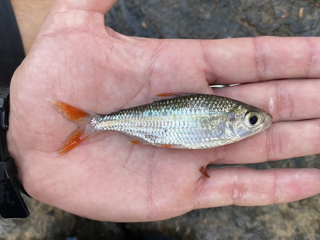 Flametail Featherfin Tetra