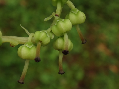 Vienašalė užgina nuotrauka