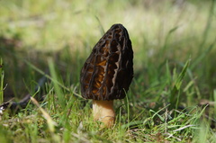 Morchella australiana