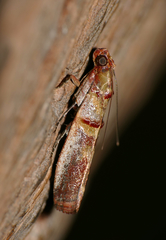 Hypargyria metalliferella