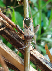 Physomerus grossipes