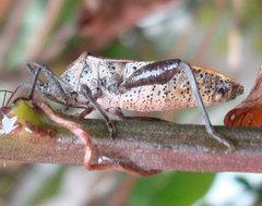 Physomerus grossipes