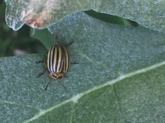 Leptinotarsa decemlineata