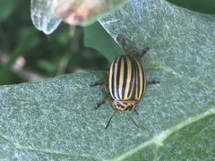 Leptinotarsa decemlineata