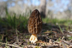 Morchella australiana