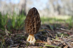 Morchella australiana