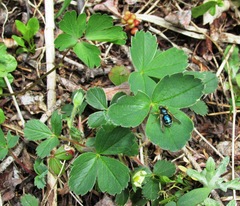 Eulonchus sapphirinus