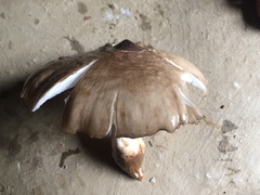 Termitomyces robustus