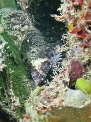 Centrogenys vaigiensis