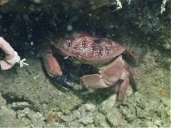 Atergatis integerrimus