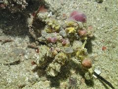 Camposcia retusa