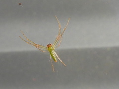 Cetratus rubropunctatus