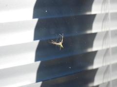 Cetratus rubropunctatus