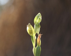 Pterostylis smaragdyna