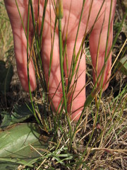 Agropyron