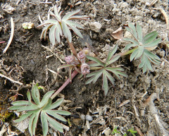 Delphinium glareosum