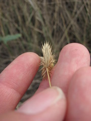 Agropyron