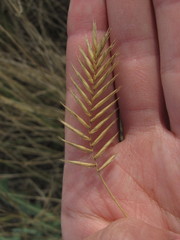 Agropyron