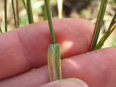 Agropyron