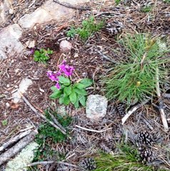 Dodecatheon