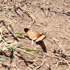Acraea caldarena