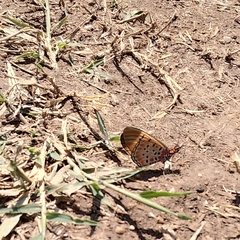 Acraea caldarena