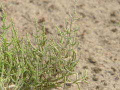 Salicornia perennis