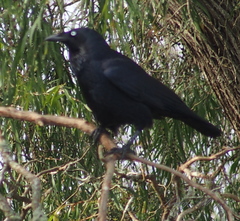 Corvus coronoides perplexus