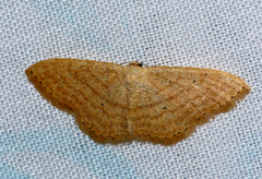 Scopula lactaria