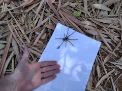 Afroneutria erythrochelis