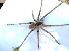 Afroneutria erythrochelis