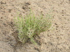 Salicornia perennis