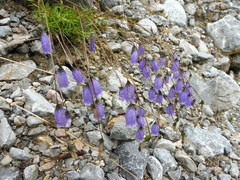 Campanula cespitosa