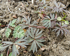 Delphinium glareosum