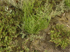 Suaeda albescens