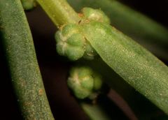 Suaeda albescens