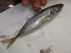 Trachurus