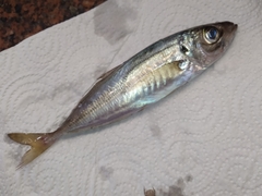 Trachurus