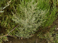 Suaeda albescens